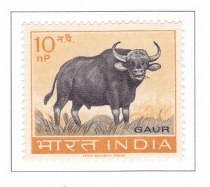 Gaur