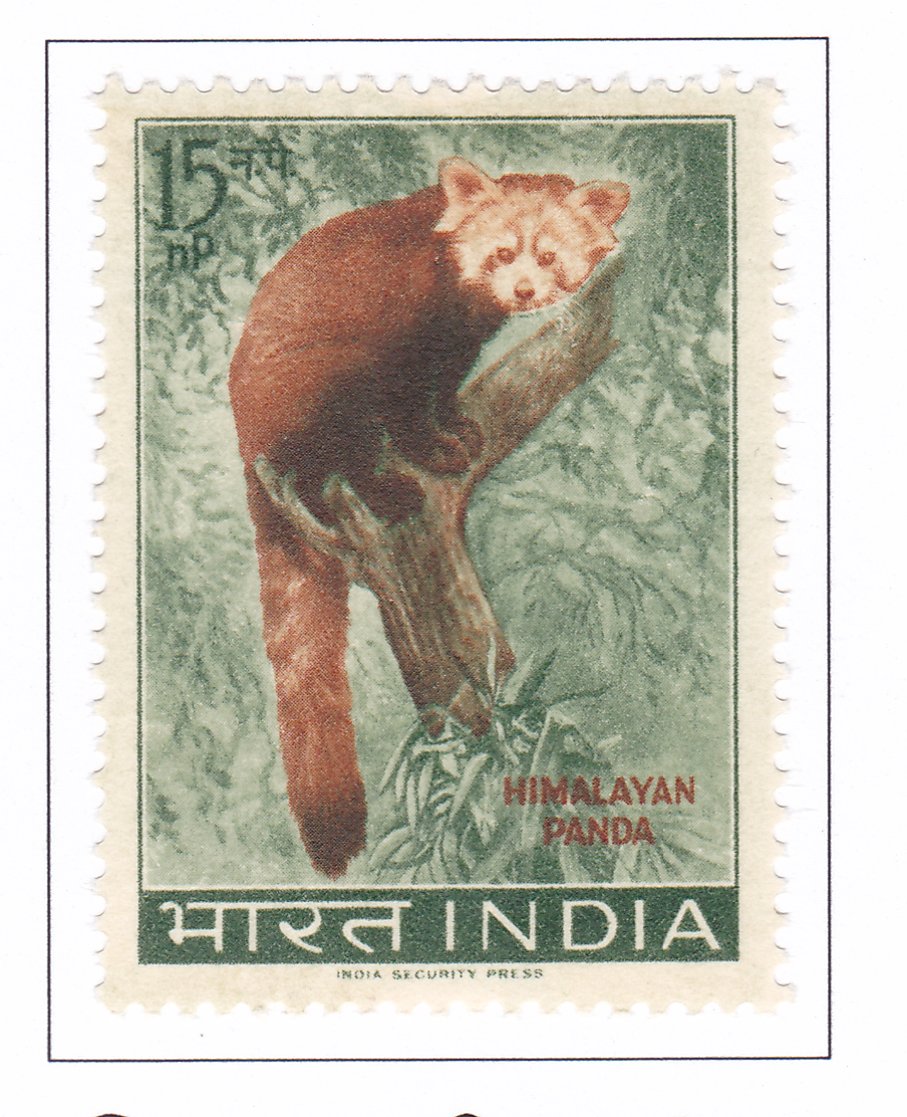 Himalayan Panda (Ailurus fulgens)