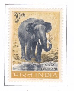 Indian Elephant (Elephas maximus)