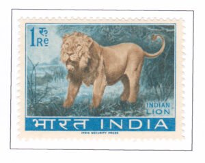 Indian Lion (Panthera leo persica)