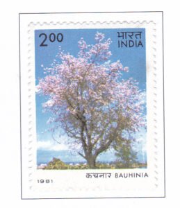 Bauhinia