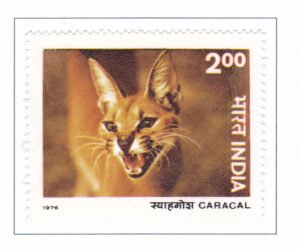 Caracal