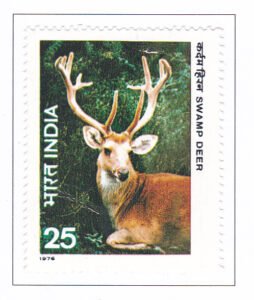 Swamp Deer (Cervus duvaucelii)