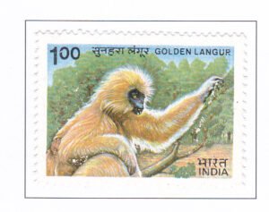 Golden Langur