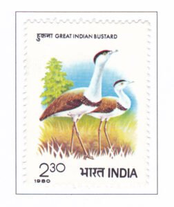 Bustards