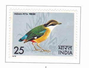 Indian Pitta