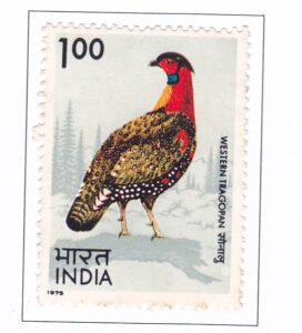 Western Tragopan (Tragopan melanocephalus)