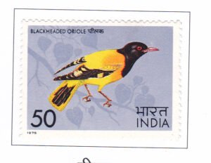 Black-hooded Oriole