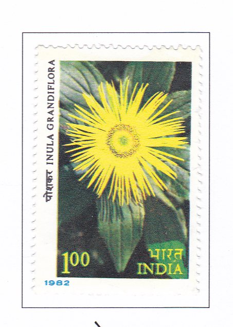 Inula grandiflora