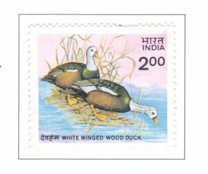 Wildlife Conservation