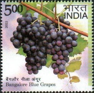 Blue Grapes