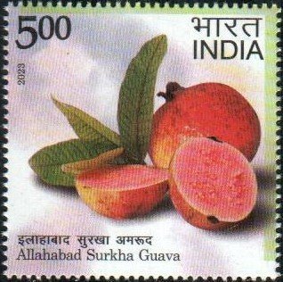 Surkha Guava