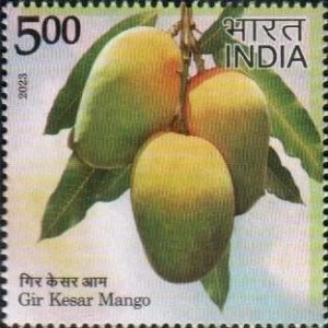 Kesar Mango