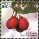 Tree Tomato