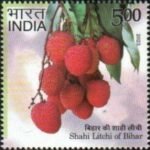 Shahi Litchi