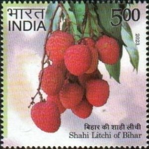 Shahi Litchi