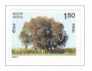 Indian Trees Pipal