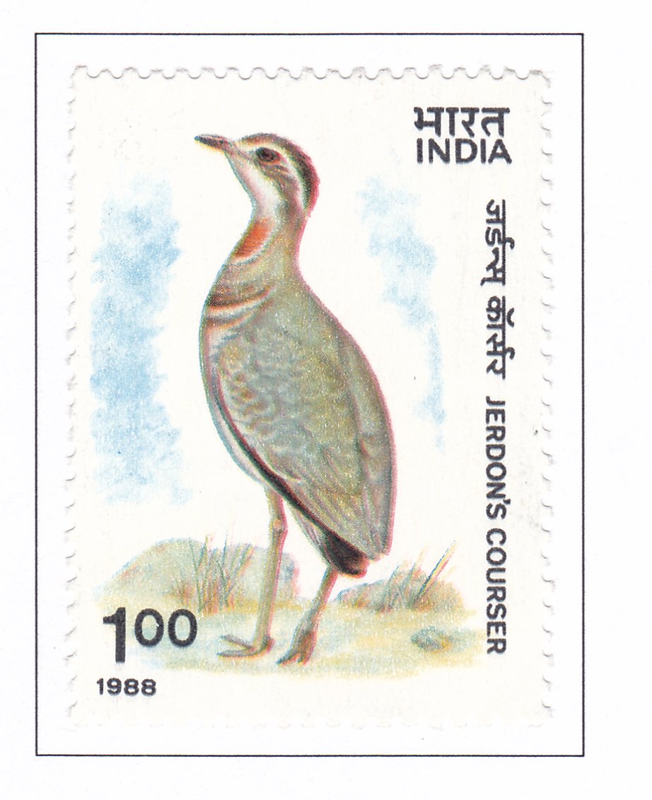 Jerdon's Courser