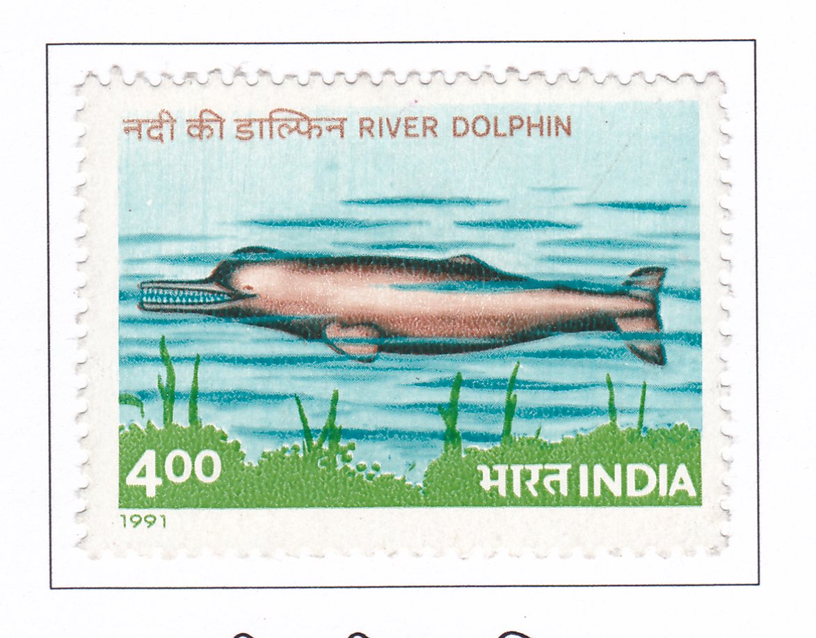 River Dolphin