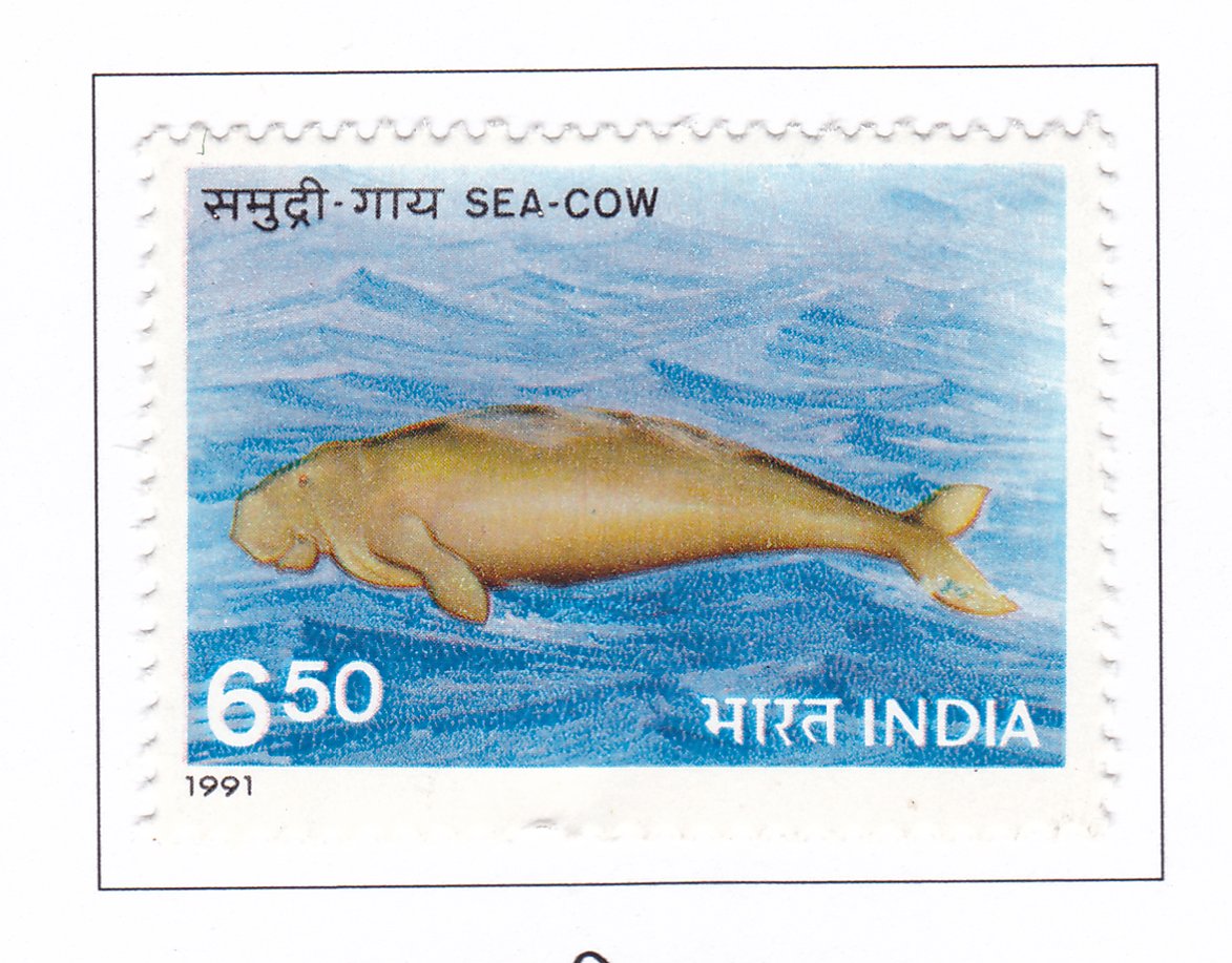 Sea Cow