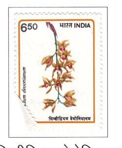 Orchids-Cymbidium devonianum