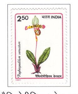 Orchids-Paphiopedilum venustum