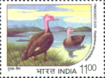 Endangered Water Birds