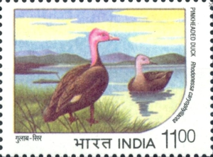 Endangered Water Birds