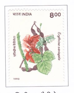 Flowering Tree Erythrina variegata