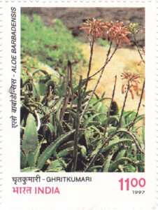 Ghritkumari (Aloe barbadensis)