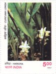 Haridra (Curcuma longa)