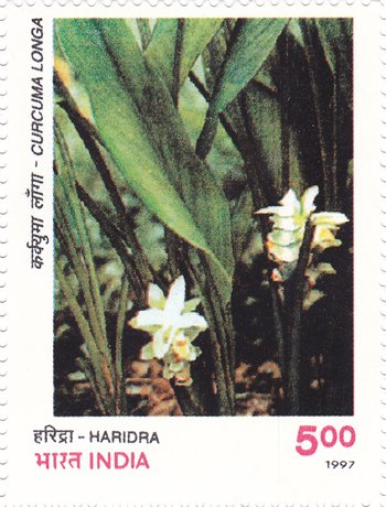 Haridra (Curcuma longa)