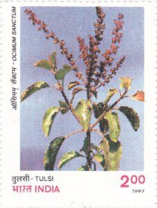 Tulsi (Ocimum sanctum)
