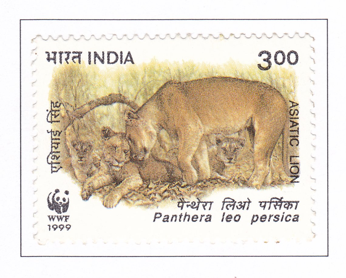 Asiatic Lion