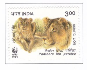 Asiatic Lion