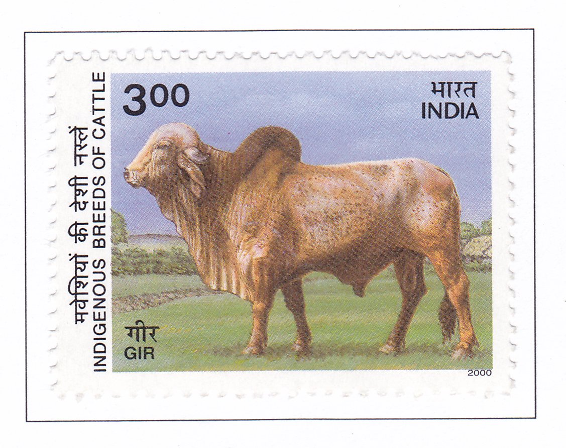 Gir Zebu