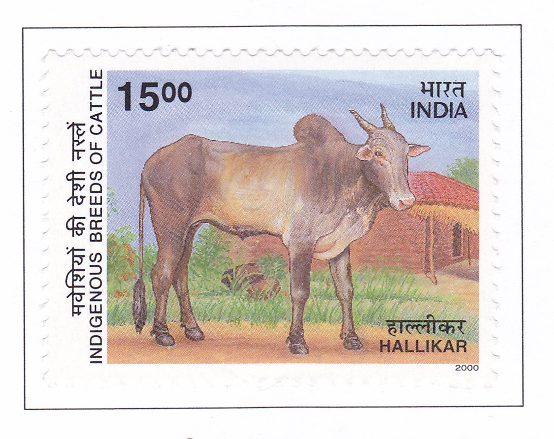 Hallikar Zebu