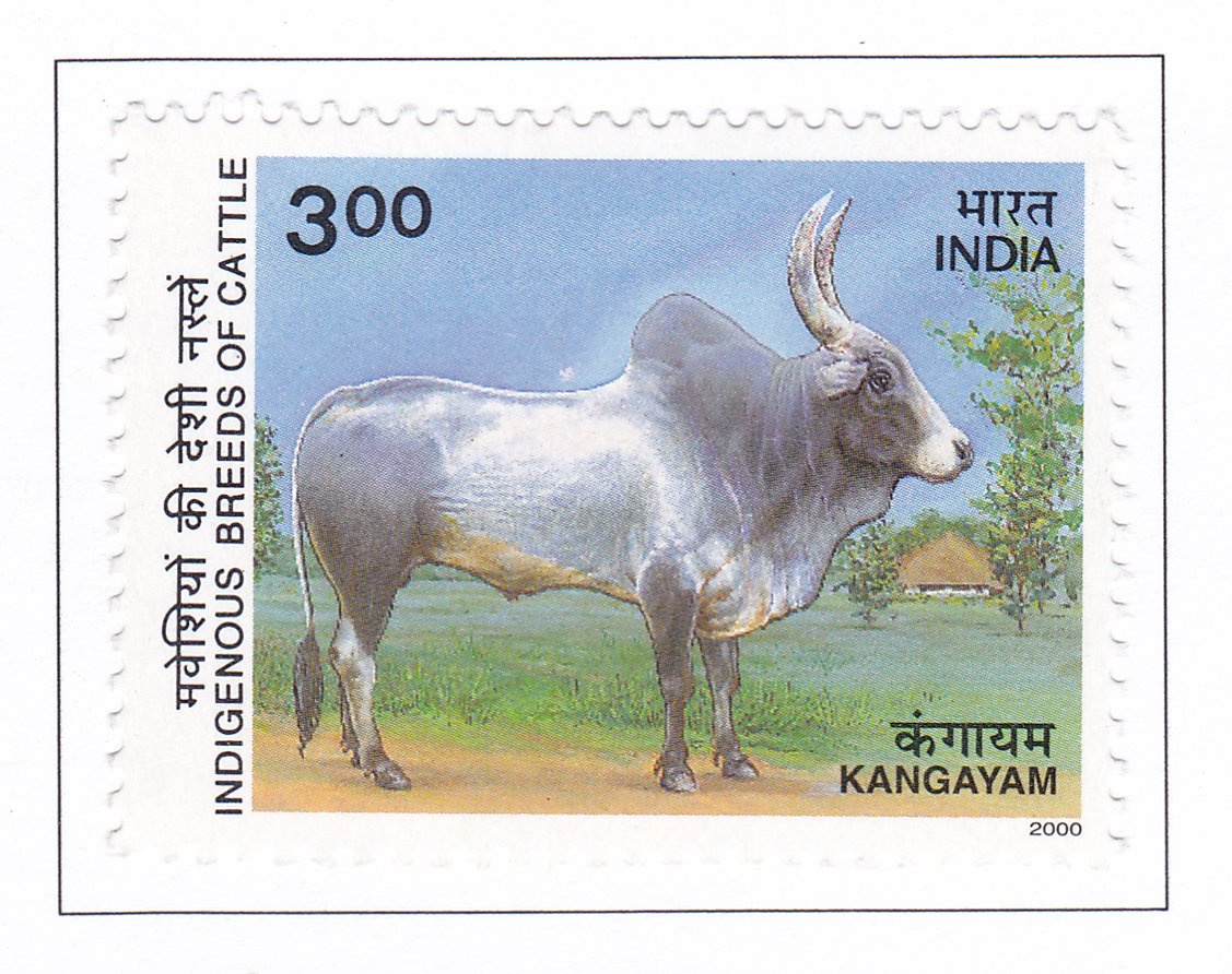 Kangayam Zebu