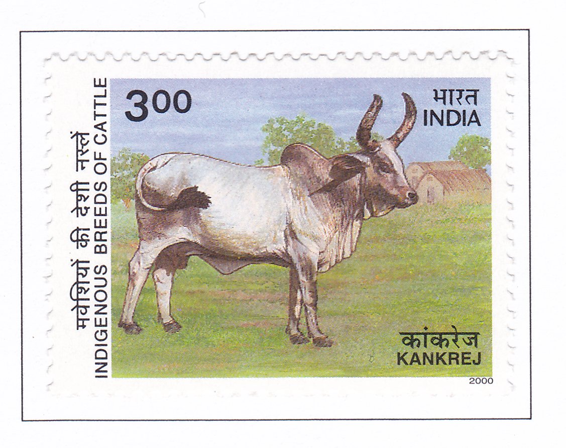 Kankrej Zebu