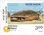 Batagur Terrapin