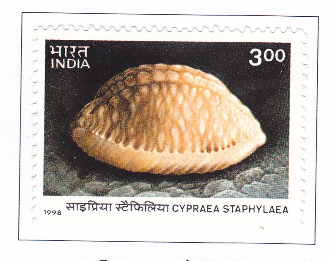 Stippled Cowrie