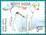 Mudhol Hound