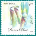 Pitcher Plant