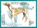 Rampur Hound