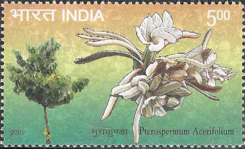 Plerospermum Acerifolium