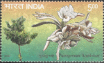 Plerospermum Acerifolium