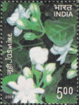 Jasmine
