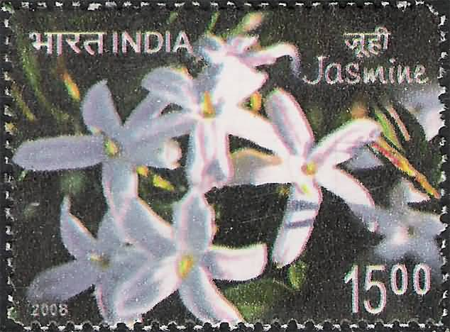 Jasmine