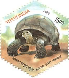 Aldabra Giant Tortoise