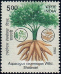 Shatavari (Asparagus racemosus)